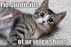 funny-pictures-cat-is-suspicious-of-your-intentions.jpg