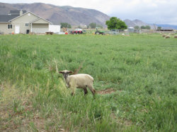 tractorsandsheep.jpg