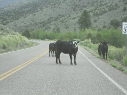 gtfotheroadcow.jpg