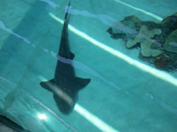 smallsharkFTL.jpg