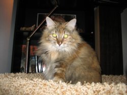 kitty.jpg