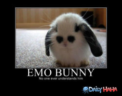 emo-bunny.jpg