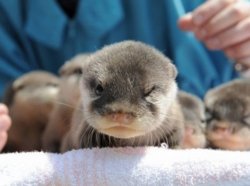 Cute_Otters_305.jpg