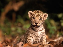 cute_baby_animal_backgrounds_1276776538.jpg