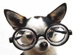 cute-puppy12.jpg