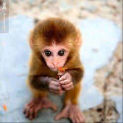 Babies_We_Seldom_See_2100.jpg