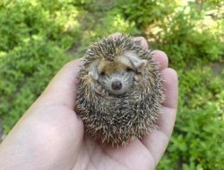 hedgehog3.jpg