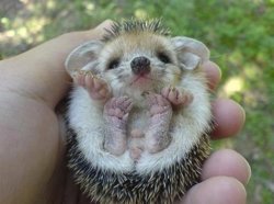 hedgehog2.jpg