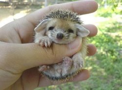 hedgehog1.jpg