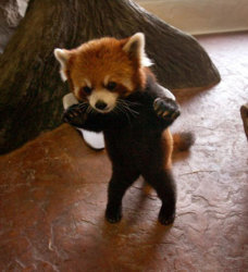 danger-baby-red-panda-28656-1233077173-9.jpg