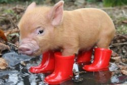 little_pig_boots-600x403[1].jpg