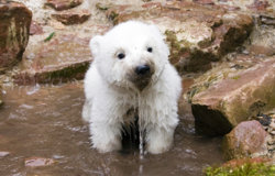 muddynosedbear.jpg