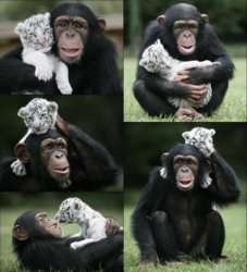 monkeytiger.jpg