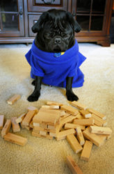 pug3.jpg