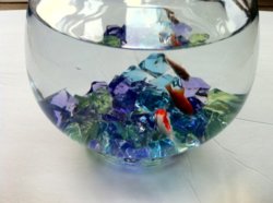 fishbowl1.JPG