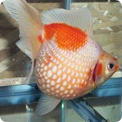 RED WHITE PEARLSCALE.jpg