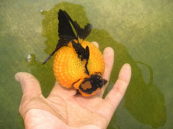 pearlscale mutant.jpg