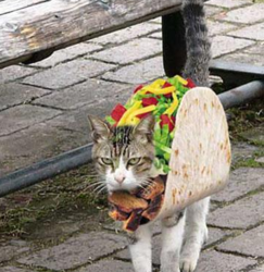 Taco cat.png