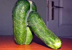 cucumbercock.jpg