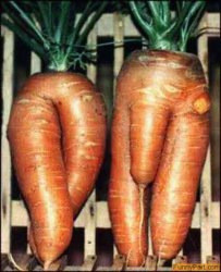 carrots.jpg