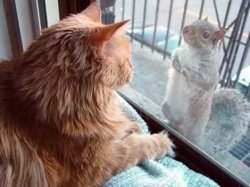 funny cat and squirrel.jpg