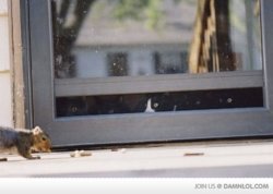 funny squirrel not end well.jpg