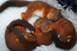 funny sleeping squirrels.jpg