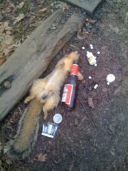 funny squirrel passed out.jpg