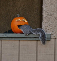 funny squirrel pumkin.jpg