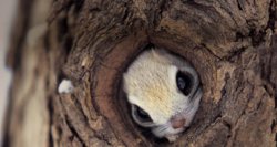 funny squirrel hiding.jpg
