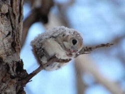 funny cute squirrel snowy.jpg