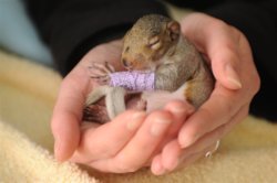 funny baby squirrel with cast.jpg