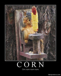 funny squirrel w-corn.jpg