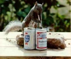 funny squirrel beer.jpg