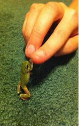 funny frog tiny hi-5.jpg