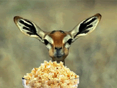 Popcorn-Deer-52.gif