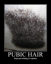 Pube-Spiders.jpg