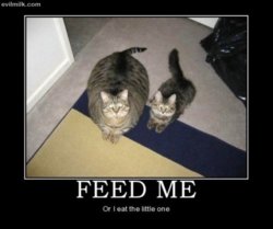 funny Feed_Me.jpg