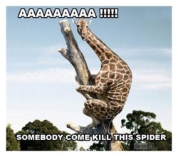 funny aaaaah spider.jpg