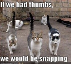 funny-pictures-cats-would-snap-if-they-had-thumbs.jpg