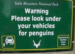 pengin.jpg