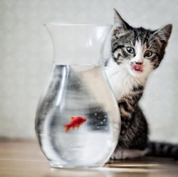 funny-animals-22.jpeg