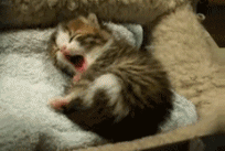 catgifpage92.gif