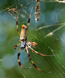 Banana_Spider_1.jpg