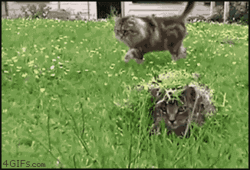 funny ca Camoflage.gif