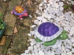 i_saw_a_turtle.JPG