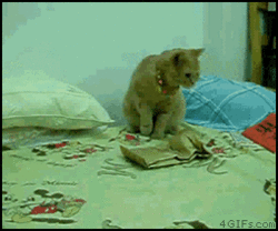 129174790298799065.gif