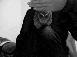 owl.gif