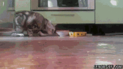 funny-gifs-dont-look-at-me-while-im-eating.gif