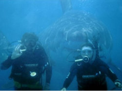 279522-shark-week.jpg